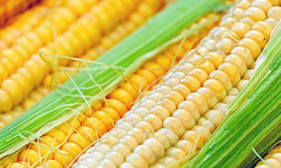 Насіння кукурудзи ЛГ 30360 (Limagrain) Насіння кукурудзи ЛГ 30360 (Limagrain)