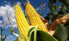 Насіння кукурудзи ЛГ 3255 (Limagrain)