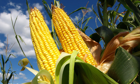 Насіння кукурудзи ЛГ 3255 (Limagrain) Насіння кукурудзи ЛГ 3255 (Limagrain)