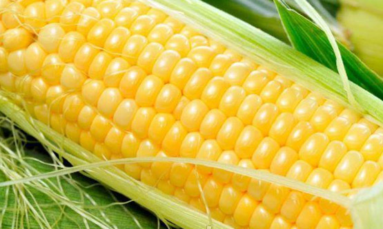 Насіння кукурудзи ЛГ 3258 (Limagrain) Насіння кукурудзи ЛГ 3258 (Limagrain)