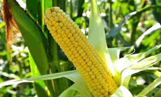 Насіння кукурудзи ЛГ 3330 (Limagrain) Насіння кукурудзи ЛГ 3330 (Limagrain)