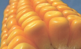 Насіння кукурудзи ЛГ 3350 (Limagrain)