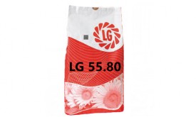 Насіння соняшнику ЛГ 5580 (Limagrain)