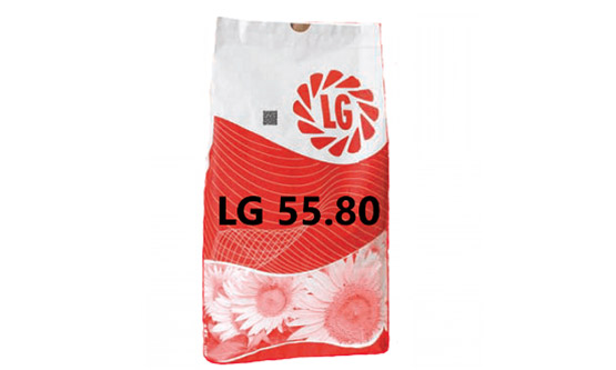 Насіння соняшнику ЛГ 5580 (Limagrain) Насіння соняшнику ЛГ 5580 (Limagrain)