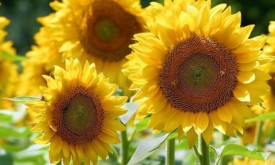 Насіння соняшнику НК БРІО (Syngenta)