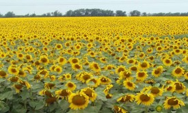 Насіння соняшнику НК КОНДІ (Syngenta)
