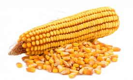 Насіння кукурудзи АДЕВЕЙ (Limagrain)