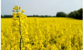 Насіння ріпаку АЛЬБЕРТА (Seed Grain)