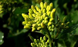Насіння ріпаку ЕСТЕР (Seed Grain)