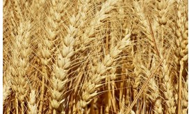 Насіння пшениці озимої КАЛІДОН (Seed Grain) Насіння пшениці озимої КАЛІДОН (Seed Grain)