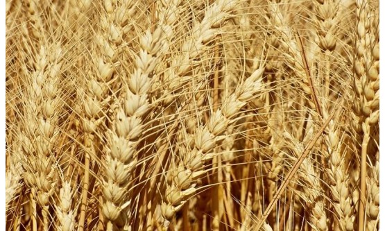 Насіння пшениці озимої КАЛІДОН (Seed Grain) Насіння пшениці озимої КАЛІДОН (Seed Grain)