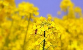 Насіння ріпаку КВЕБЕК (Seed Grain)