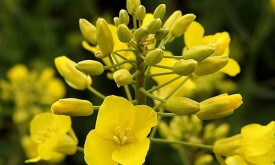 Насіння ріпаку ЛАВАЛЬ (Seed Grain)