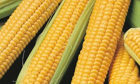 Насіння кукурудзи ЛГ 30325 (Limagrain)