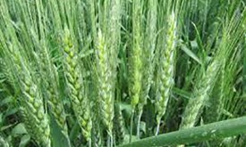 Насіння пшениці озимої МАНІТОБА (Seed Grain) Насіння пшениці озимої МАНІТОБА (Seed Grain)