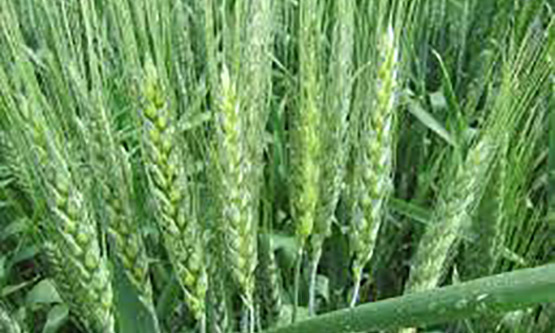 Насіння пшениці озимої МАНІТОБА (Seed Grain) Насіння пшениці озимої МАНІТОБА (Seed Grain)