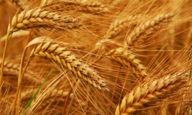 Насіння пшениці озимої МІЛТОН (Seed Grain) Насіння пшениці озимої МІЛТОН (Seed Grain)