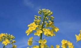 Насіння ріпаку МИГЕЛЬ (Seed Grain)
