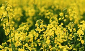 Насіння ріпаку ОНТАРІО (Seed Grain)