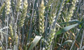 Насіння пшениці озимої РОЯЛ (Seed Grain) Насіння пшениці озимої РОЯЛ (Seed Grain)