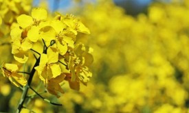 Насіння ріпаку СЕЛАВІК (Seed Grain)