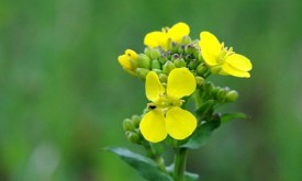 Насіння ріпаку ШЕБРУК (Seed Grain)