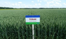 Насіння пшениці озимої ТОБАК (LEMBKE) Насіння пшениці озимої ТОБАК (LEMBKE)