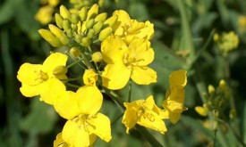 Насіння ріпаку ЮКОН (Seed Grain)